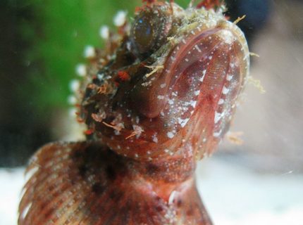 Rated #10: Corals Inverts - Haliotis Sp. - Abalone Stocking In 120 Gallons Tank - He sure is intriguingly ugly, yet majestic. Rated #10: Corals Inverts - Haliotis Sp. - Abalone Stocking In 120 Gallons Tank - He sure is intriguingly ugly, yet majestic.