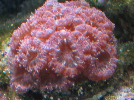 corals inverts - acanthastrea lordhowensis - aussie acan lord stocking in 75 gallons tank - Pink Acan. I've never seen another like it. corals inverts - acanthastrea lordhowensis - aussie acan lord stocking in 75 gallons tank - Pink Acan. I've never seen another like it.