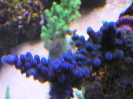 corals inverts - acropora tortuosa - blue tortuosa coral stocking in 120 gallons tank - blue tort corals inverts - acropora tortuosa - blue tortuosa coral stocking in 120 gallons tank - blue tort