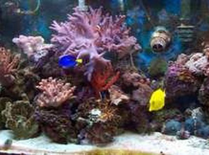 corals inverts - seriatopora hystrix - birdsnest coral stocking in 90 gallons tank - morning photo 4/2/09 (lights have been on for 45 minutes) so not in full bloom. I'm always at work so didn't have time to get a better shot. corals inverts - seriatopora hystrix - birdsnest coral stocking in 90 gallons tank - morning photo 4/2/09 (lights have been on for 45 minutes) so not in full bloom. I'm always at work so didn't have time to get a better shot.