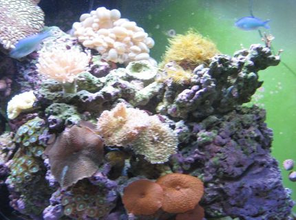 corals inverts - rhodactis indosinensis - hairy mushroom stocking in 92 gallons tank - Mushrooms and Polyps corals inverts - rhodactis indosinensis - hairy mushroom stocking in 92 gallons tank - Mushrooms and Polyps