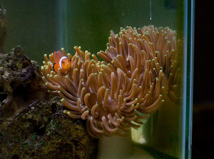 corals inverts - macrodactyla doreensis - long tentacle anemone stocking in 29 gallons tank - Long Tentacle Anemone w/ Tank Raised Clown Fish corals inverts - macrodactyla doreensis - long tentacle anemone stocking in 29 gallons tank - Long Tentacle Anemone w/ Tank Raised Clown Fish