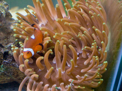 corals inverts - macrodactyla doreensis - long tentacle anemone stocking in 29 gallons tank - Long Tentacle Anemone w/Tank Raised Clown Fish corals inverts - macrodactyla doreensis - long tentacle anemone stocking in 29 gallons tank - Long Tentacle Anemone w/Tank Raised Clown Fish