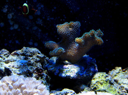 corals inverts - seriatopora hystrix - birdsnest coral stocking in 300 gallons tank - Maroon clown corals inverts - seriatopora hystrix - birdsnest coral stocking in 300 gallons tank - Maroon clown