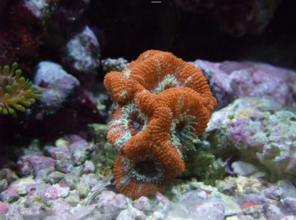 Rated #4: Corals Inverts - Acanthastrea Lordhowensis - Aussie Acan Lord Stocking In 130 Gallons Tank - Nice Little Acan :) Rated #4: Corals Inverts - Acanthastrea Lordhowensis - Aussie Acan Lord Stocking In 130 Gallons Tank - Nice Little Acan :)