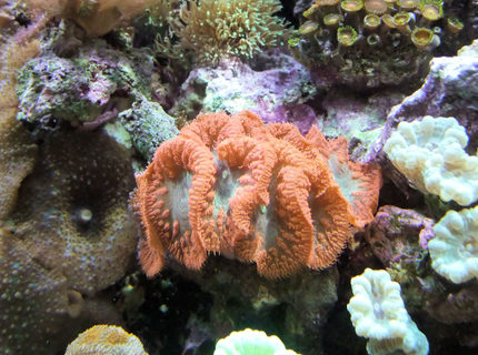 corals inverts - blastomussa wellsi - blastomussa coral stocking in 130 gallons tank - Red Blastomussa corals inverts - blastomussa wellsi - blastomussa coral stocking in 130 gallons tank - Red Blastomussa