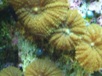 corals inverts - rhodactis indosinensis - hairy mushroom stocking in 125 gallons tank - fuzzy green mushrooms corals inverts - rhodactis indosinensis - hairy mushroom stocking in 125 gallons tank - fuzzy green mushrooms
