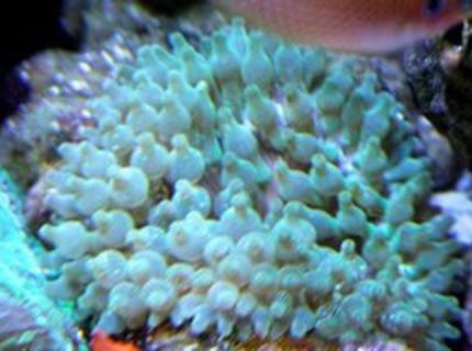 corals inverts - entacmaea quadricolor - bulb anemone stocking in 210 gallons tank - New Bubble Tip Anenome. My Clowns havent paired yet. corals inverts - entacmaea quadricolor - bulb anemone stocking in 210 gallons tank - New Bubble Tip Anenome. My Clowns havent paired yet.