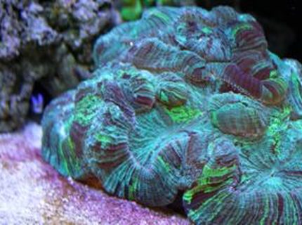 corals inverts - trachyphyllia radiata - brain coral stocking in 210 gallons tank - BRRRRAAAAAIIIIIIINNNNNNSSSS!!! Wesslophyillia Open Brain corals inverts - trachyphyllia radiata - brain coral stocking in 210 gallons tank - BRRRRAAAAAIIIIIIINNNNNNSSSS!!! Wesslophyillia Open Brain