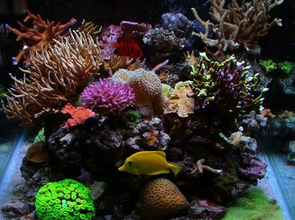 corals inverts - macrodactyla doreensis - long tentacle anemone, purple stocking in 55 gallons tank - 55 gallon cube, mixed reef corals inverts - macrodactyla doreensis - long tentacle anemone, purple stocking in 55 gallons tank - 55 gallon cube, mixed reef