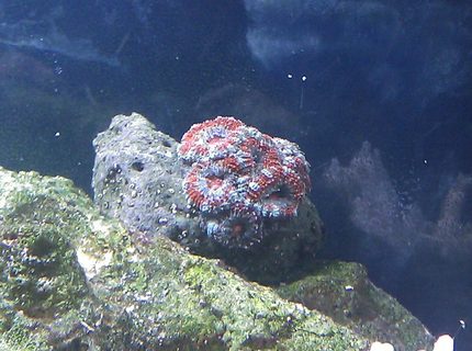 corals inverts - acanthastrea lordhowensis - aussie acan lord coral stocking in 55 gallons tank - Acan corals inverts - acanthastrea lordhowensis - aussie acan lord coral stocking in 55 gallons tank - Acan