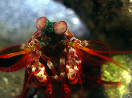 corals inverts - odontodactylus scyllarus - peacock mantis shrimp stocking in 44 gallons tank - Peacock Mantis Shrimp corals inverts - odontodactylus scyllarus - peacock mantis shrimp stocking in 44 gallons tank - Peacock Mantis Shrimp