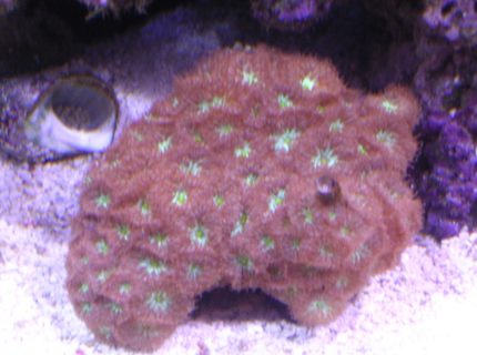 corals inverts - blastomussa merletti - australian big polyp blastomussa stocking in 100 gallons tank - blasto merletti 1 month old corals inverts - blastomussa merletti - australian big polyp blastomussa stocking in 100 gallons tank - blasto merletti 1 month old