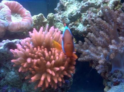 corals inverts - entacmaea quadricolor - rose bulb anemone stocking in 40 gallons tank - clown fish corals inverts - entacmaea quadricolor - rose bulb anemone stocking in 40 gallons tank - clown fish