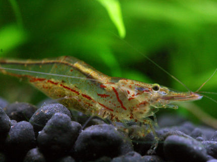 corals inverts - caridina japonica - japonica amano shrimp stocking in 7 gallons tank - Darwin Algae Shrimp corals inverts - caridina japonica - japonica amano shrimp stocking in 7 gallons tank - Darwin Algae Shrimp