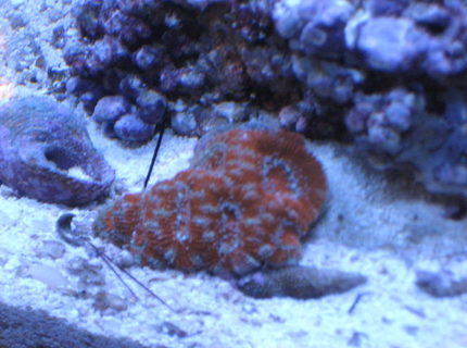 corals inverts - acanthastrea lordhowensis - aussie acan lord coral stocking in 24 gallons tank - Acan corals inverts - acanthastrea lordhowensis - aussie acan lord coral stocking in 24 gallons tank - Acan