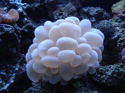corals inverts - plerogyra sinuosa - bubble coral, white stocking in 65 gallons tank - WHITE BUBBLE CORAL corals inverts - plerogyra sinuosa - bubble coral, white stocking in 65 gallons tank - WHITE BUBBLE CORAL