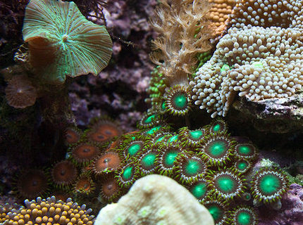 Rated #2: Corals Inverts - Zoanthus Sp. - Colony Polyp Stocking In 37 Gallons Tank - Closeup section of my tank Rated #2: Corals Inverts - Zoanthus Sp. - Colony Polyp Stocking In 37 Gallons Tank - Closeup section of my tank