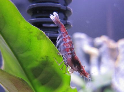 corals inverts - neocaridina denticulata sinensis - red cherry shrimp stocking in 16 gallons tank - Red Cherry Shrimp corals inverts - neocaridina denticulata sinensis - red cherry shrimp stocking in 16 gallons tank - Red Cherry Shrimp