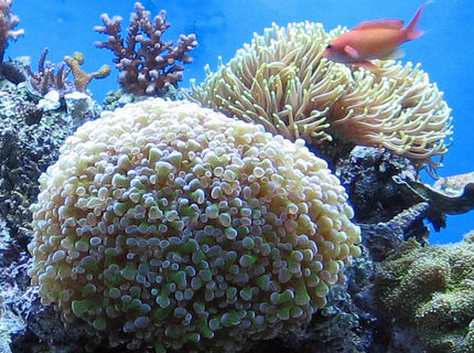 corals inverts - euphyllia paradivisa - frogspawn coral stocking in 120 gallons tank - Torch and Frogspawn corals inverts - euphyllia paradivisa - frogspawn coral stocking in 120 gallons tank - Torch and Frogspawn