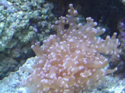 corals inverts - euphyllia paradivisa - frogspawn coral stocking in 55 gallons tank - Frogspawn. corals inverts - euphyllia paradivisa - frogspawn coral stocking in 55 gallons tank - Frogspawn.