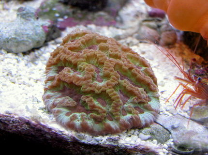 Rated #8: Corals Inverts - Platygyra Sp. - Brain Worm Platygyra Coral Stocking In 28 Gallons Tank - wrath of grapes platygyra Rated #8: Corals Inverts - Platygyra Sp. - Brain Worm Platygyra Coral Stocking In 28 Gallons Tank - wrath of grapes platygyra