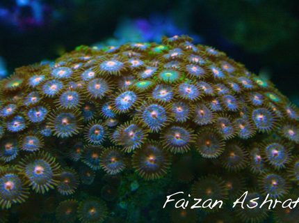 Rated #4: Corals Inverts - Zoanthus Sp. - Colony Polyp, Assorted Stocking In 150 Gallons Tank - Zoo Rated #4: Corals Inverts - Zoanthus Sp. - Colony Polyp, Assorted Stocking In 150 Gallons Tank - Zoo's