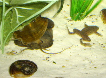 corals inverts - pomacea canaliculata - apple snail stocking in 36 gallons tank - here is Gypo my dwarf green Congo frog, the troublesome dude he is! along with Rita my apple snail a 2 tiny rams horn snails corals inverts - pomacea canaliculata - apple snail stocking in 36 gallons tank - here is Gypo my dwarf green Congo frog, the troublesome dude he is! along with Rita my apple snail a 2 tiny rams horn snails