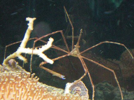 corals inverts - stenorhynchus seticornis - arrow crab stocking in 60 gallons tank - Aarowhead Crab on Toad Stool Leather corals inverts - stenorhynchus seticornis - arrow crab stocking in 60 gallons tank - Aarowhead Crab on Toad Stool Leather