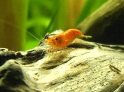 corals inverts - neocaridina denticulata sinensis - red cherry shrimp stocking in 20 gallons tank - Red cherry Shrimp corals inverts - neocaridina denticulata sinensis - red cherry shrimp stocking in 20 gallons tank - Red cherry Shrimp