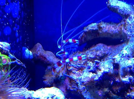 corals inverts - stenopus hispidus - banded coral shrimp stocking in 72 gallons tank - Steve the Red Banded Shrimp corals inverts - stenopus hispidus - banded coral shrimp stocking in 72 gallons tank - Steve the Red Banded Shrimp