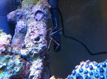 corals inverts - stenorhynchus seticornis - arrow crab stocking in 56 gallons tank - Arrow Crab corals inverts - stenorhynchus seticornis - arrow crab stocking in 56 gallons tank - Arrow Crab