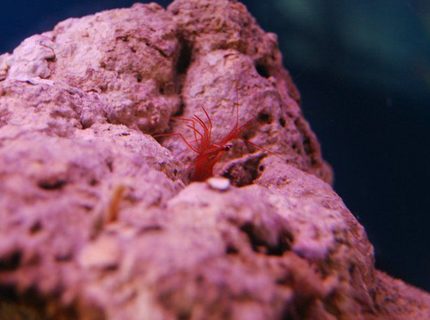corals inverts - lysmata wurdemanni - peppermint shrimp stocking in 55 gallons tank - Peppermint Shrimp corals inverts - lysmata wurdemanni - peppermint shrimp stocking in 55 gallons tank - Peppermint Shrimp