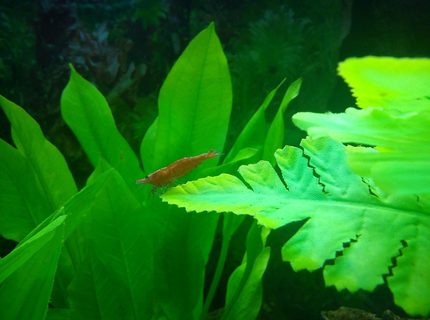 corals inverts - neocaridina denticulata sinensis - red cherry shrimp stocking in 40 gallons tank - Red Shrimp! corals inverts - neocaridina denticulata sinensis - red cherry shrimp stocking in 40 gallons tank - Red Shrimp!