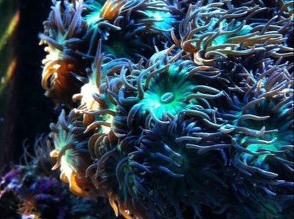 corals inverts - duncanopsammia axifuga - giant green polyp duncan stocking in 65 gallons tank - Duncan coral in the morning sunlight.
-Reefality corals inverts - duncanopsammia axifuga - giant green polyp duncan stocking in 65 gallons tank - Duncan coral in the morning sunlight.
-Reefality