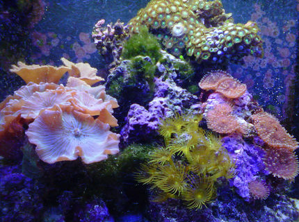 corals inverts - rhodactis indosinensis - hairy mushroom stocking in 30 gallons tank - Nano Reef tank with soft coral corals inverts - rhodactis indosinensis - hairy mushroom stocking in 30 gallons tank - Nano Reef tank with soft coral