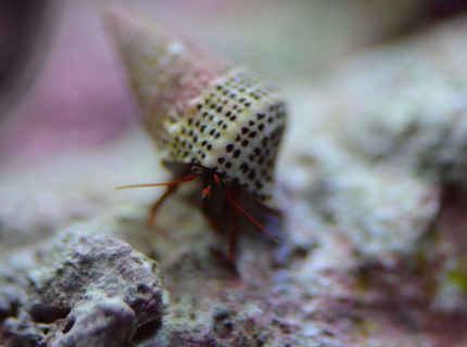 Rated #5: Corals Inverts - Paguristes Cadenati - Scarlet Reef Hermit Crab Stocking In 29 Gallons Tank - just another crab Rated #5: Corals Inverts - Paguristes Cadenati - Scarlet Reef Hermit Crab Stocking In 29 Gallons Tank - just another crab