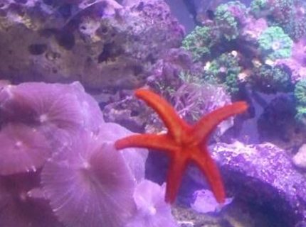 corals inverts - fromia milleporella - red sea star stocking in 2 gallons tank - My red sea star corals inverts - fromia milleporella - red sea star stocking in 2 gallons tank - My red sea star