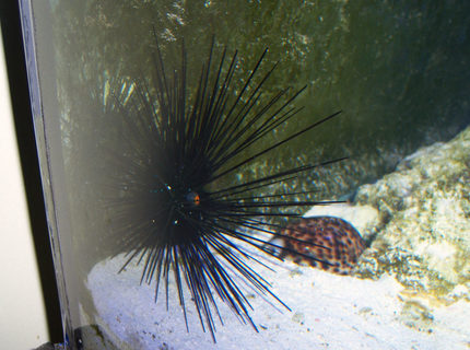 Rated #9: Corals Inverts - Diadema Setosum - Longspine Urchin, Black Stocking In 180 Gallons Tank - Long Spine Urchin Rated #9: Corals Inverts - Diadema Setosum - Longspine Urchin, Black Stocking In 180 Gallons Tank - Long Spine Urchin