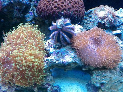 corals inverts - mespilia globulus - blue tuxedo urchin stocking in 65 gallons tank - TUXEDO URCHIN
GREEN BRAIN
TOADSTOOL
FROGSPAWN corals inverts - mespilia globulus - blue tuxedo urchin stocking in 65 gallons tank - TUXEDO URCHIN
GREEN BRAIN
TOADSTOOL
FROGSPAWN