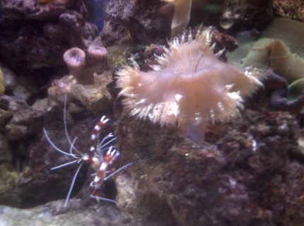 corals inverts - stenopus hispidus - banded coral shrimp stocking in 70 gallons tank - coral banded shrimp hanging out by my large flower anemone corals inverts - stenopus hispidus - banded coral shrimp stocking in 70 gallons tank - coral banded shrimp hanging out by my large flower anemone