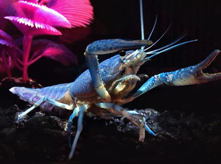 corals inverts stocking in 75 gallons tank - My new Hammers Cobalt Blue
"Lobster". My giant Oscar thinks he's a snack, so the lobster is in its own tank while I grow him a bit. corals inverts stocking in 75 gallons tank - My new Hammers Cobalt Blue
"Lobster". My giant Oscar thinks he's a snack, so the lobster is in its own tank while I grow him a bit.