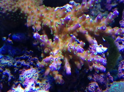 corals inverts - acropora sp. - acropora coral stocking in 90 gallons tank - tricolor acro corals inverts - acropora sp. - acropora coral stocking in 90 gallons tank - tricolor acro
