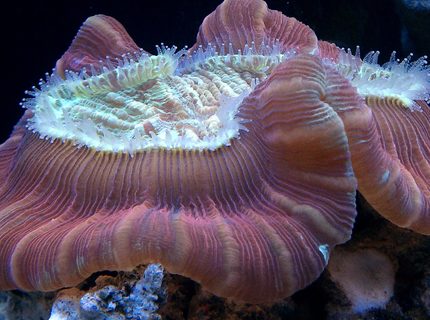 corals inverts - trachyphyllia geoffroyi - brain coral, trachyphyllia stocking in 100 gallons tank - brain coral corals inverts - trachyphyllia geoffroyi - brain coral, trachyphyllia stocking in 100 gallons tank - brain coral