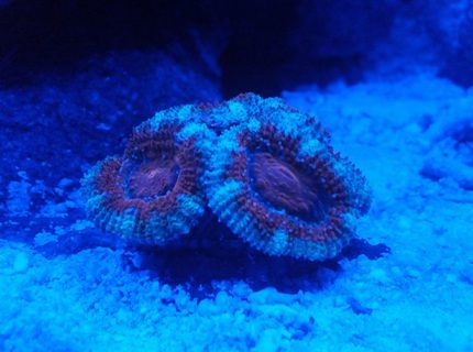 Rated #2: Corals Inverts - Acanthastrea Lordhowensis - Acan Stocking In 8 Gallons Tank - 3 Rated #2: Corals Inverts - Acanthastrea Lordhowensis - Acan Stocking In 8 Gallons Tank - 3