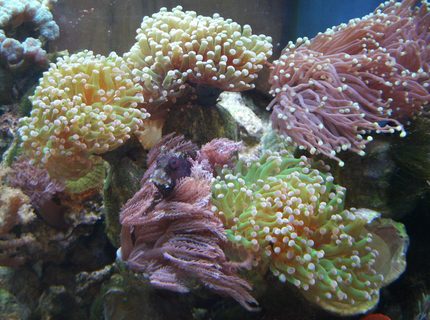 Rated #3: Corals Inverts - Anthelia Sp. - Waving Hand - Blue Stocking In 277 Gallons Tank - Starry Blenny hiding in Anthelia and Euphyllia Rated #3: Corals Inverts - Anthelia Sp. - Waving Hand - Blue Stocking In 277 Gallons Tank - Starry Blenny hiding in Anthelia and Euphyllia