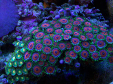 Rated #1: Corals Inverts - Zoanthus Sp. - Button Polyp Stocking In 46 Gallons Tank - A good shot of my red and green zoos Rated #1: Corals Inverts - Zoanthus Sp. - Button Polyp Stocking In 46 Gallons Tank - A good shot of my red and green zoos