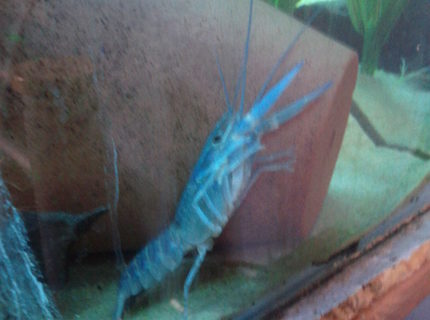 corals inverts - procambarus clarkii - hammers cobalt blue lobster stocking in 15 gallons tank - lobster stretching out corals inverts - procambarus clarkii - hammers cobalt blue lobster stocking in 15 gallons tank - lobster stretching out