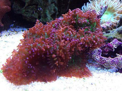 corals inverts - rhodactis sp. - lavender mushroom stocking in 45 gallons tank - lavender mushrooms corals inverts - rhodactis sp. - lavender mushroom stocking in 45 gallons tank - lavender mushrooms