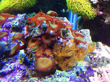 corals inverts - protopalythoa sp. - button polyp stocking in 45 gallons tank - protopallythoas corals inverts - protopalythoa sp. - button polyp stocking in 45 gallons tank - protopallythoas